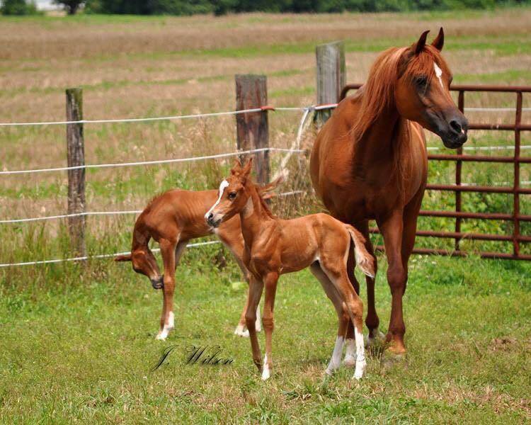 Arabian mare and her twin foals
